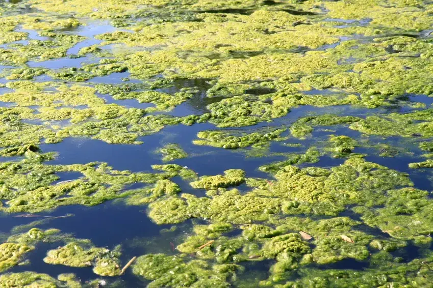 Algae