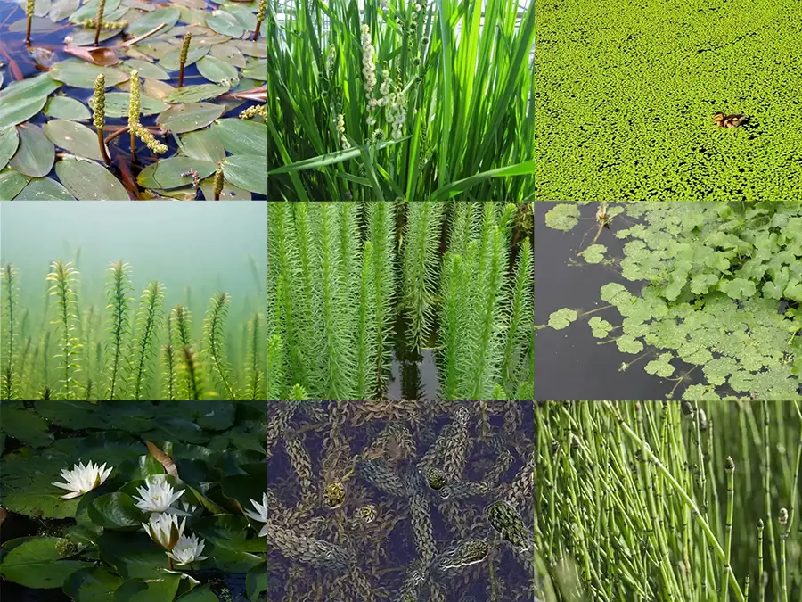 Aquatic weed identification guide