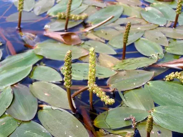 Broad-leaved Pond-weed