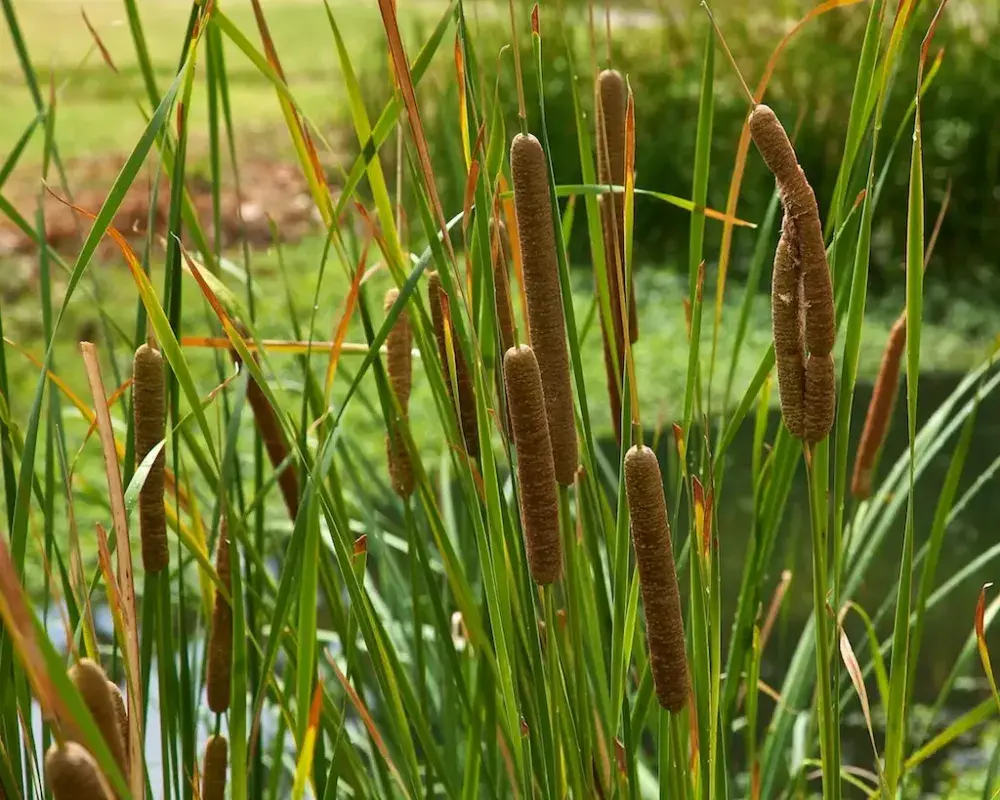 Bulrush & Bur-reed