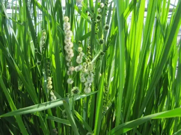 Branched & Unbranched Bur-reeds
