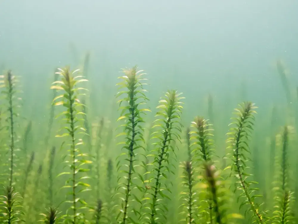 Invasive Aquatic Plants