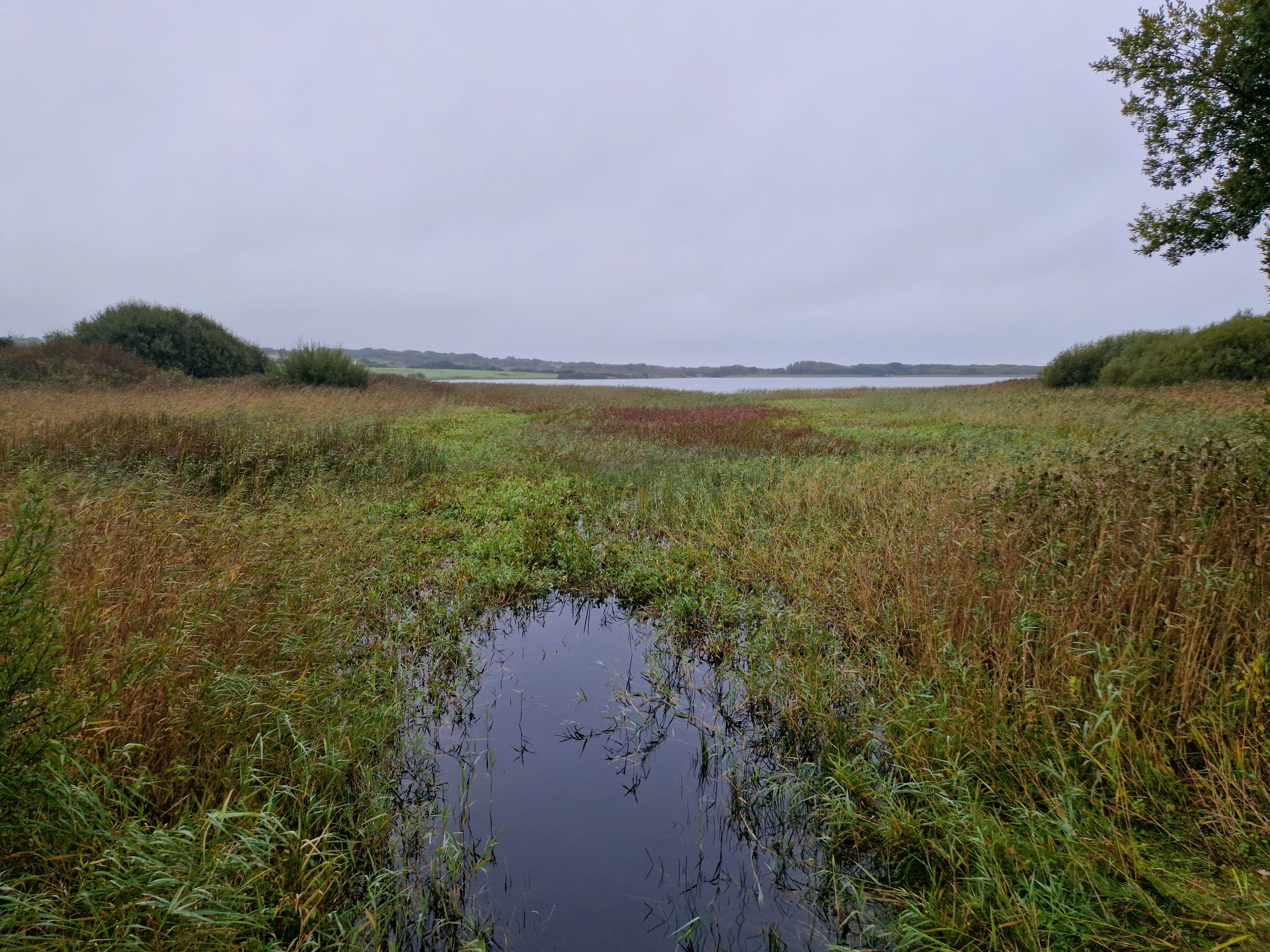 Dense reed bed before large-area clearance