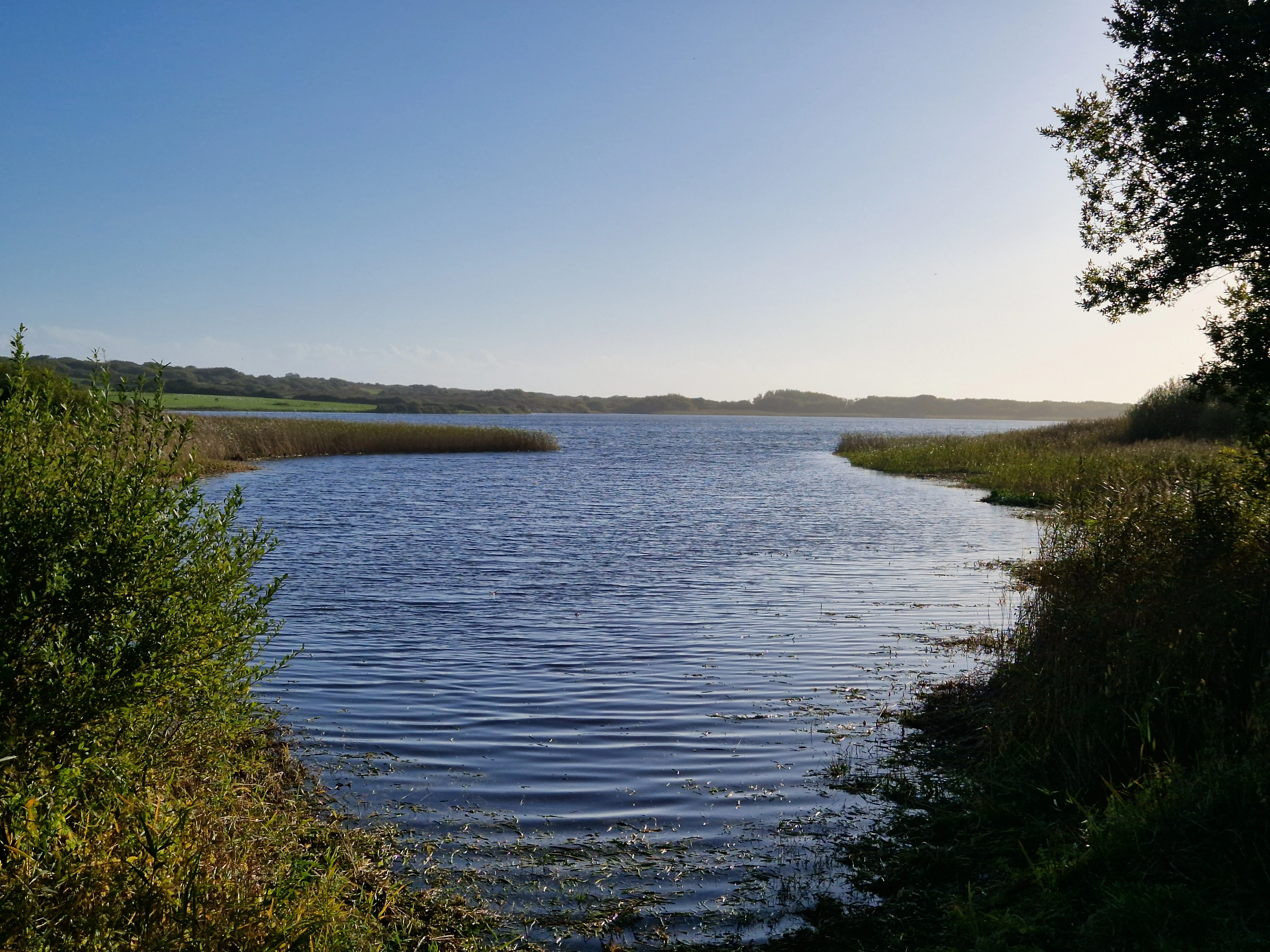 Reed bed after large-area clearance