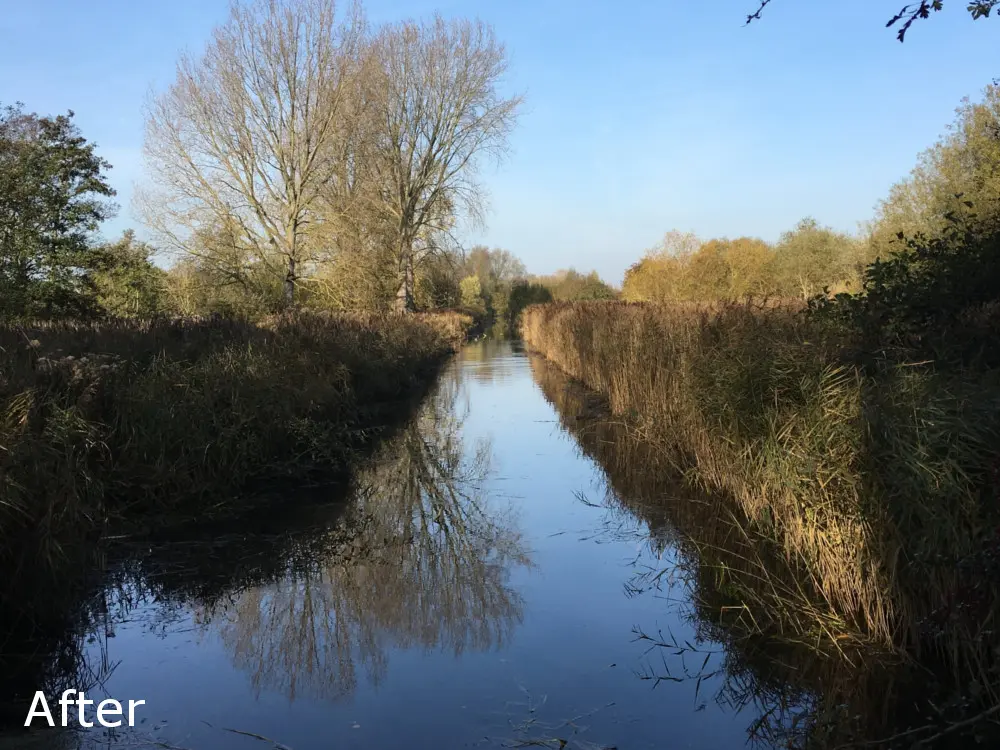 Reed bed after ditch, pool, or channel clearance