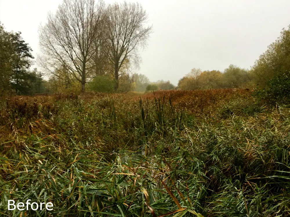 Reed bed before ditch, pool, or channel clearance