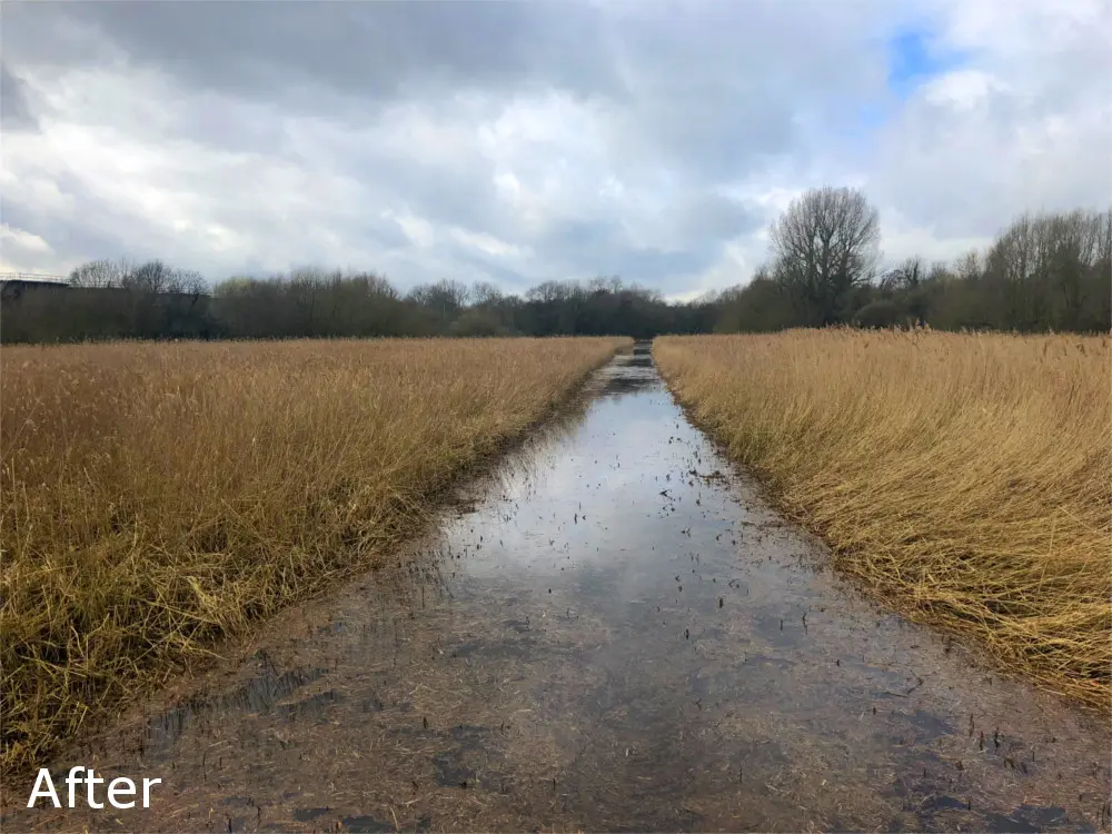 Clear sight line through a reed bed