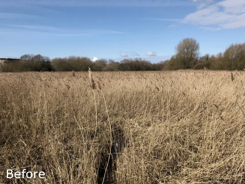 Reed bed before sight line cutting