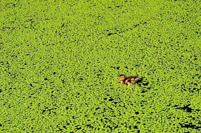 Duck Weed