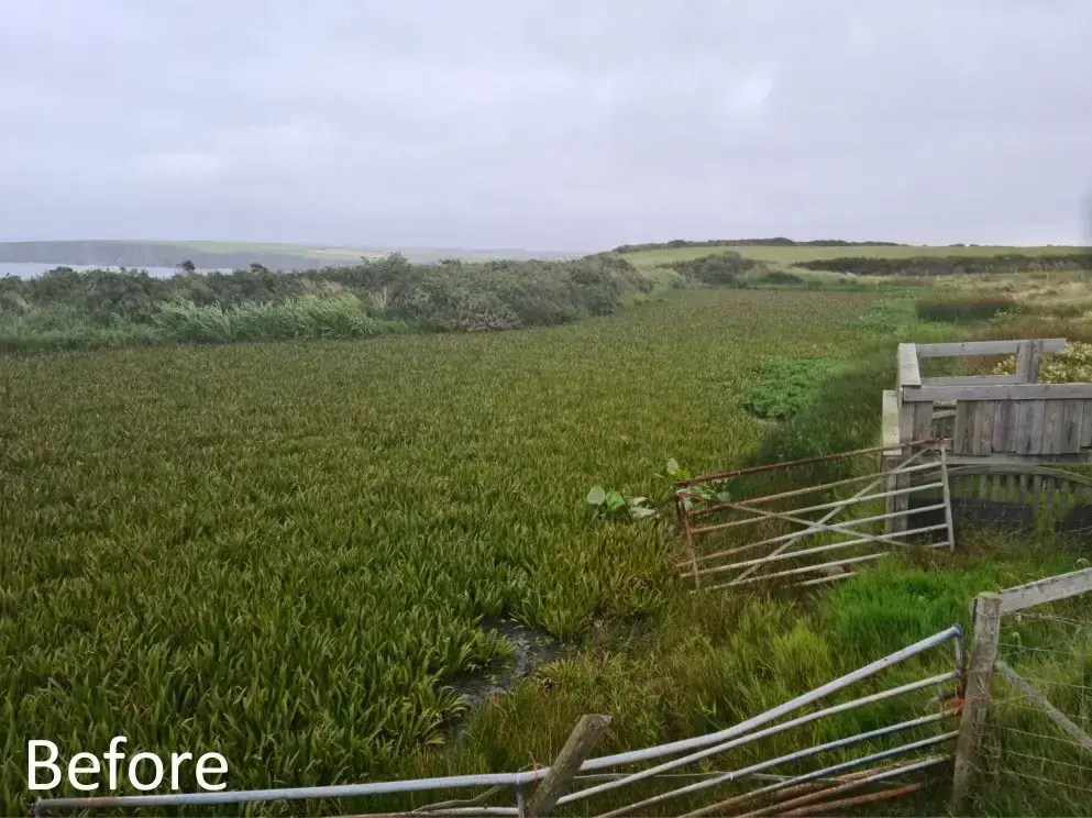 Before removing aquatic vegetation
