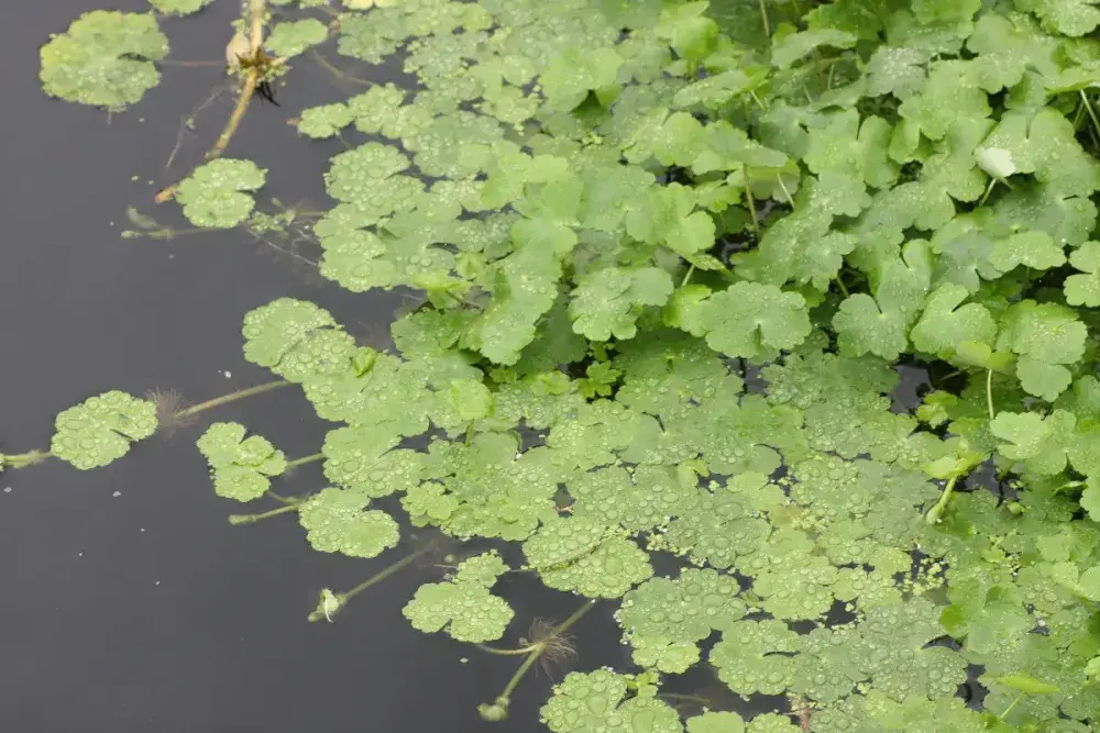 Floating Pennywort