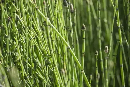 Horsetail / Snake Grass