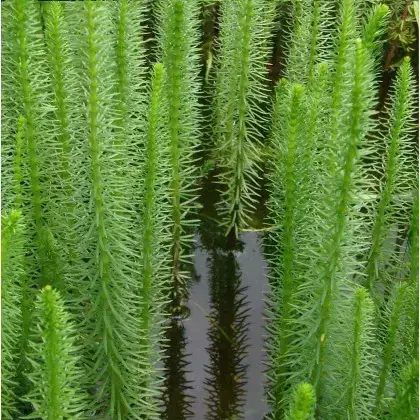Mare's-tail