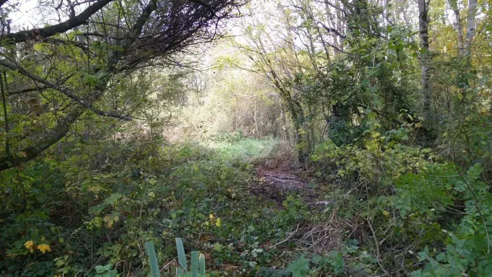 Watercourse before excavation and habitat restoration