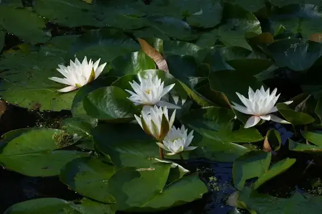 Water Lily Management