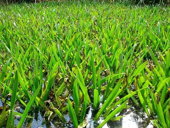 Water Soldier