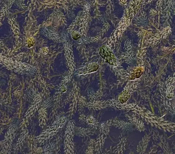 Curly Water-weed